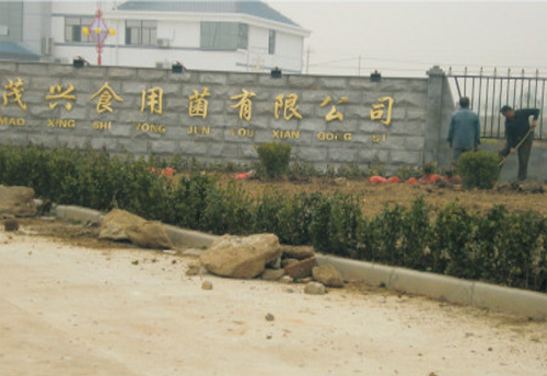 Whole plant design of mushroom factory